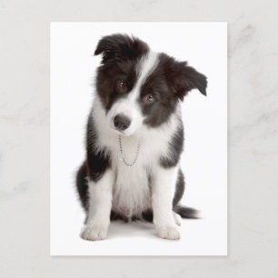 Hallo Border Collie Puppy Dog - Blank, Briefkaart