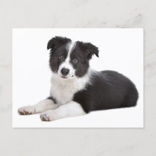 Hallo Border Collie Puppy Dog - Blank, Briefkaart