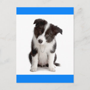 Hallo Border Collie Puppy Dog Greeting Post Kaart