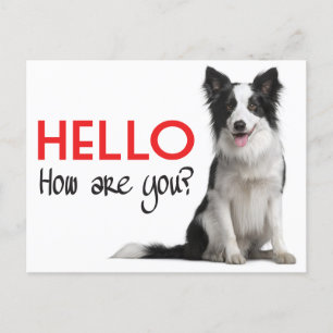hallo Border Collie Puppy Dog Post Card Briefkaart