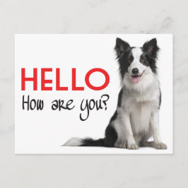 hallo Border Collie Puppy Dog Post Card Briefkaart