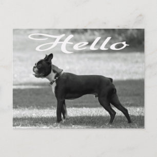 hallo Boston Terrier Puppy Dog Greeting Post Card Briefkaart