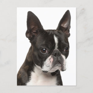Hallo Boston Terrier puppy hond denkt aan jou Briefkaart