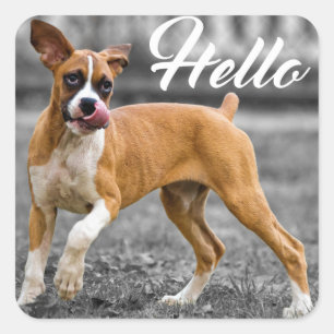 Hallo Boxer Puppy Hondengroet Vierkante Sticker