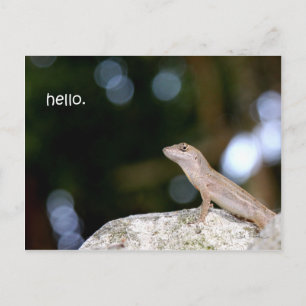 Hallo Briefkaart