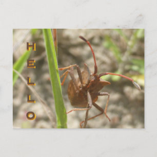 Hallo Briefkaart Brown Shield Bug Close Up