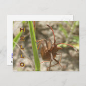 Hallo Briefkaart Brown Shield Bug Close Up (Voorkant / Achterkant)
