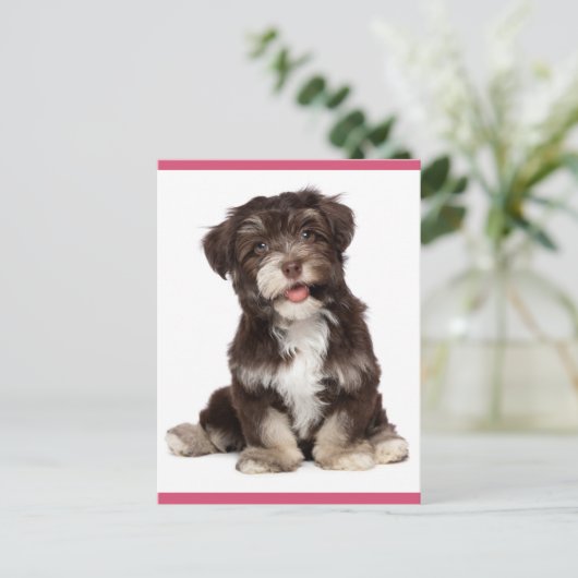 hallo Briefkaart van bruine en witte Havanese pupp (Staand voorkant)