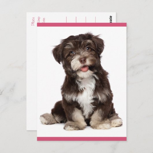 hallo Briefkaart van bruine en witte Havanese pupp (Voorkant / Achterkant)