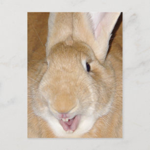 hallo bunny briefkaart