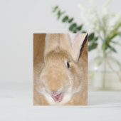 hallo bunny briefkaart (Staand voorkant)