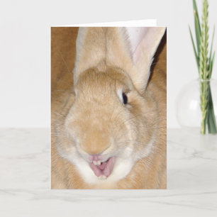 hallo bunny kaart