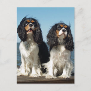 hallo Cavalier King Charles Spaniel Puppy Dog Briefkaart