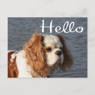 Hallo Cavalier King Charles Spaniel Puppy Hond Briefkaart