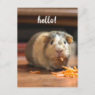 Hallo Cavia Funny Briefkaart