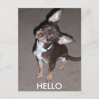 hallo Chihuahua Briefkaart