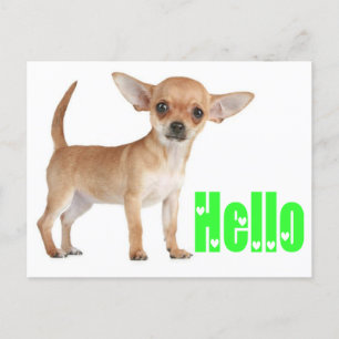 hallo Chihuahua Puppy Dog Post Card Briefkaart