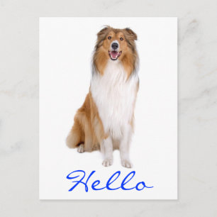 Hallo Collie Puppies Hond Groet Ansichtkaart Briefkaart