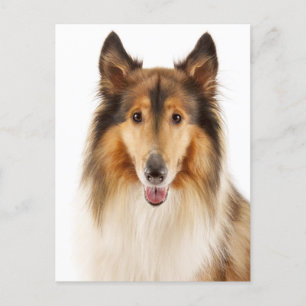 Hallo Collie Puppy Dog Post Kaart