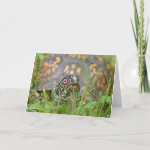 Hallo! Curious Turtle Feestdagen Kaart