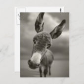 Hallo daar briefkaart (Voorkant / Achterkant)