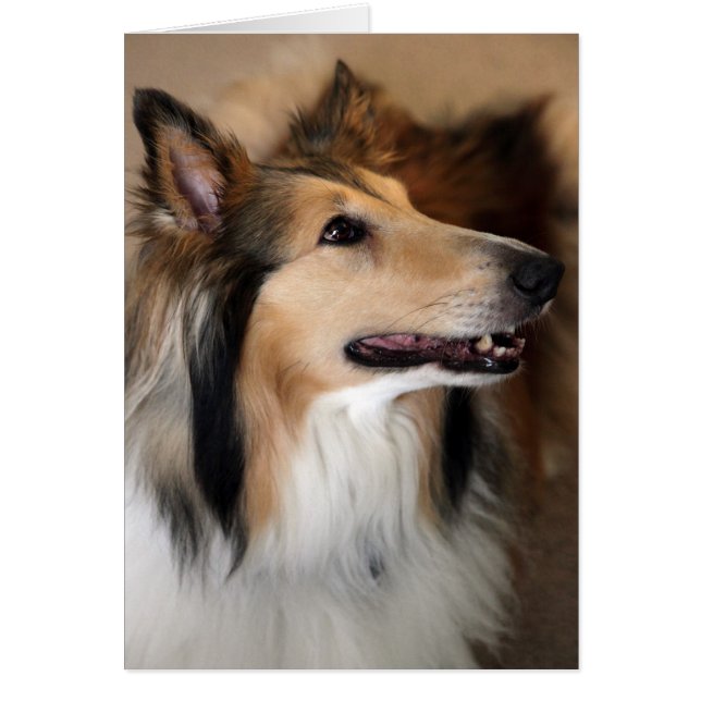 Hallo daar! Collie Kaart (Voorkant)