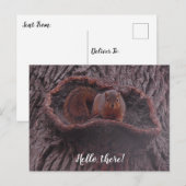 Hallo Daar, Schattigee eekhoornfotografie Briefkaart (Voorkant / Achterkant)