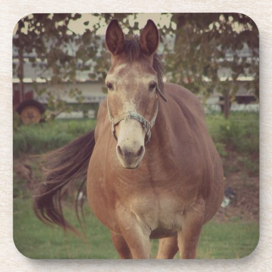 hallo daar zie ik je onderzetter (Voorkant)