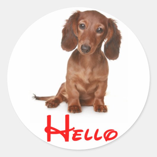 Hallo Dachshund Puppy Dog Sticker / Label (Voorkant)