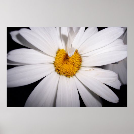 hallo Daisy Poster (Voorkant)