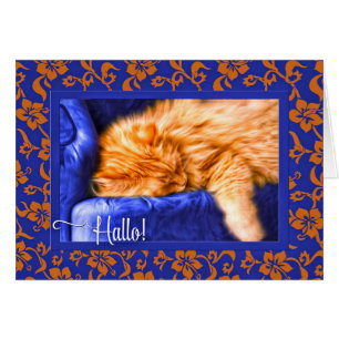 Hallo. Duits Oranje Tabby Cat Blue