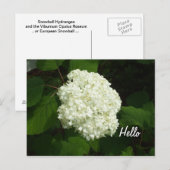 hallo-Een Big Snowball Hydrangeas Flower Briefkaart (Voorkant / Achterkant)