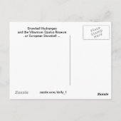 hallo-Een Big Snowball Hydrangeas Flower Briefkaart (Achterkant)