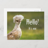 hallo Eigen bericht Poolse kip Briefkaart (Voorkant / Achterkant)