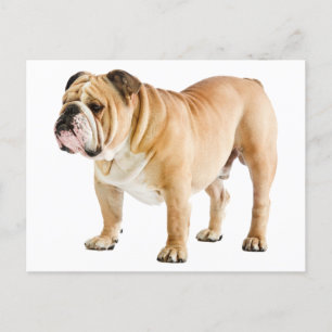 Hallo Engelse Bulldog Puppy Dog - Briefkaart