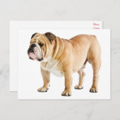 Hallo Engelse Bulldog Puppy Dog - Briefkaart (Voorkant / Achterkant)