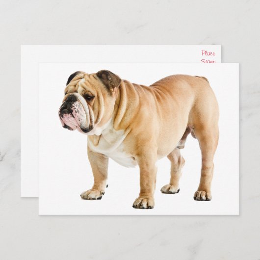 Hallo Engelse Bulldog Puppy Dog - Briefkaart (Voorkant / Achterkant)