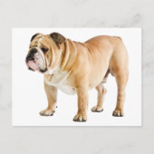 Hallo Engelse Bulldog Puppy Dog - Briefkaart (Voorkant)