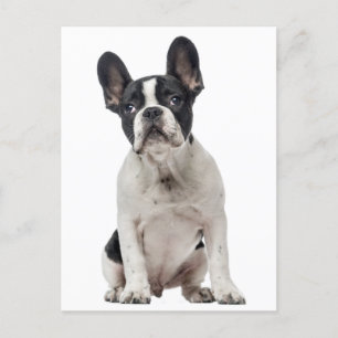 Hallo Franse Bulldog Puppy Dog - Liefde, Briefkaart