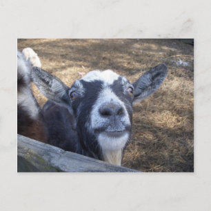 hallo Friendly Goat Briefkaart