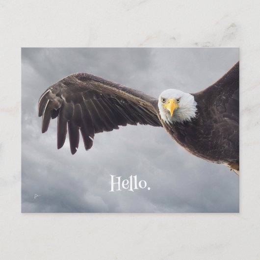 Hallo Funny Eagle Briefkaart (Voorkant)