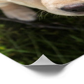 Hallo. (gele labrador rekwalvispuppy) poster (Hoek)