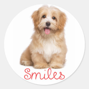 Hallo Glimlacht Havanese Tan Puppy Dog Ronde Sticker