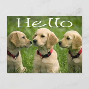 hallo Golden Retriever Puppy Dog Briefkaart