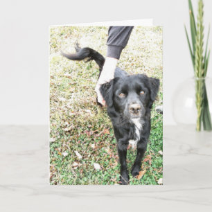 Hallo Hond Kaart