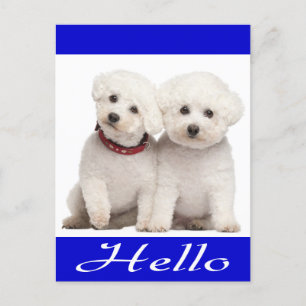 Hallo Kaart Bichon Frise Puppy Dog