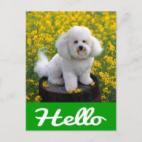 Hallo Kaart Bichon Frise Puppy Dog