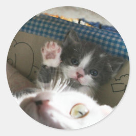 Hallo Kitten Ronde Sticker
