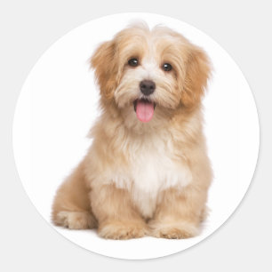 Hallo Liefs Havanese Tan Puppy Dog Ronde Sticker