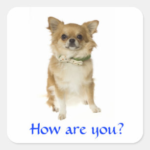 hallo Long Hazard Chihuahua Puppy Dog Sticker
